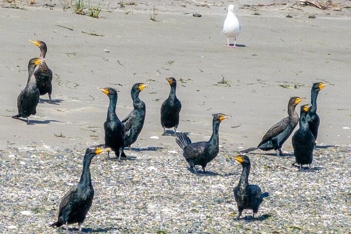 Port Townsend Wildlife Watching Boat Cruise