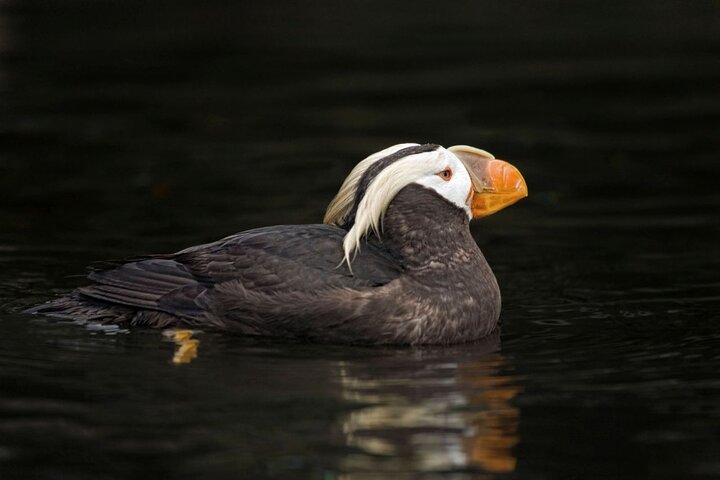 Port Townsend Wildlife Watching Boat Cruise