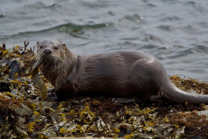 Port Townsend Wildlife Watching Boat Cruise