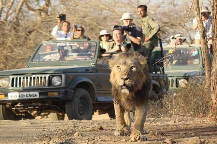 Temple & Lion Safari Tour from Rajkot in Gujarat