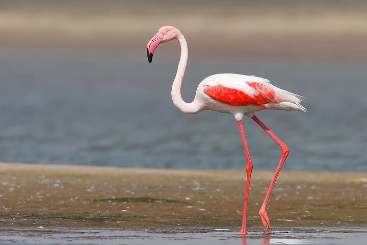 Bhuj to Narayan Sarovar Sanctuary Private Day Tour