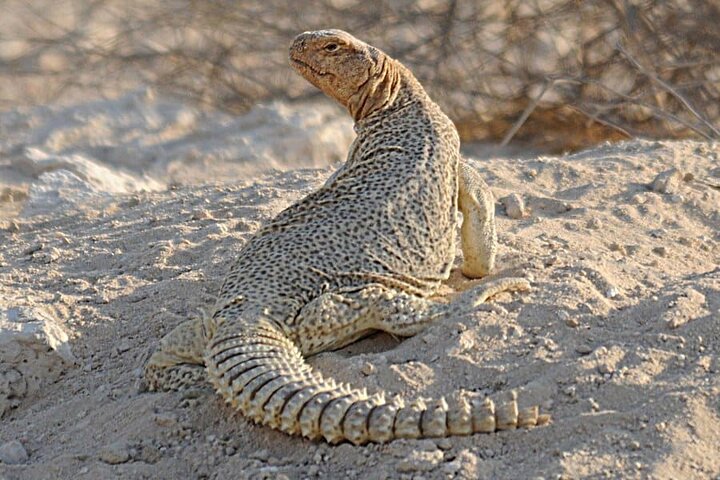 Bhuj to Narayan Sarovar Sanctuary Private Day Tour