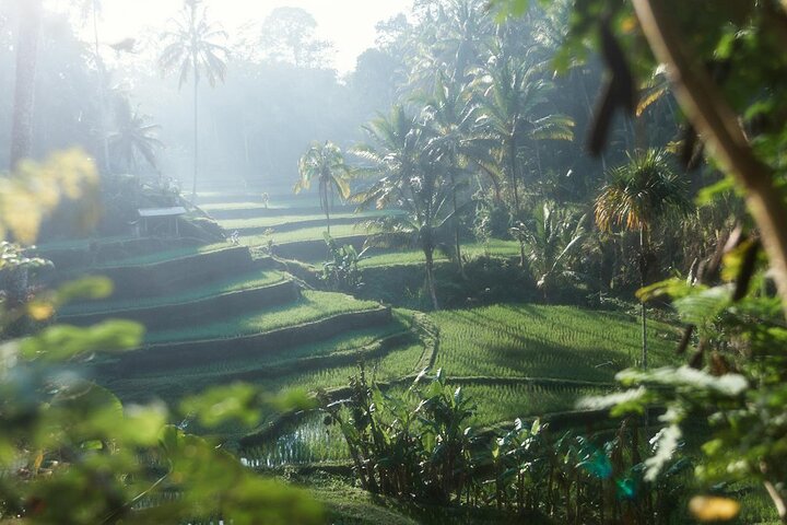 Ubud Private Tour - Waterfalls, Water Temple & Rice Terraces