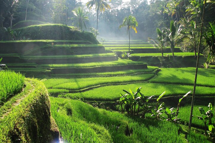 Ubud Private Tour - Waterfalls, Water Temple & Rice Terraces