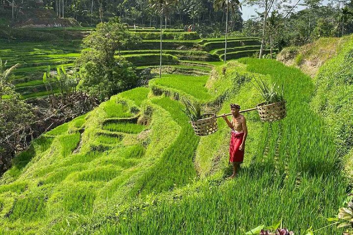 Ubud Private Tour - Waterfalls, Water Temple & Rice Terraces