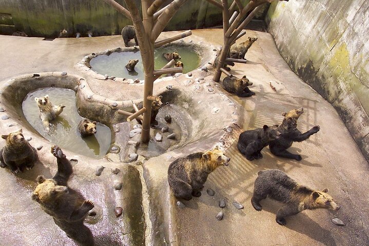 Noboribetsu Bear Park Admission Ticket | Hokkaido