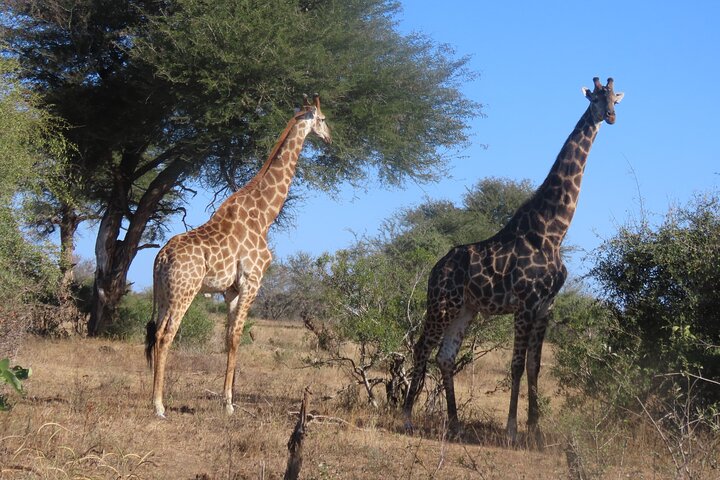 3 Day Kruger National Park Safari & Panorama Route