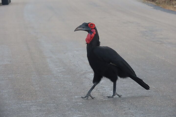3 Day Kruger National Park Safari & Panorama Route