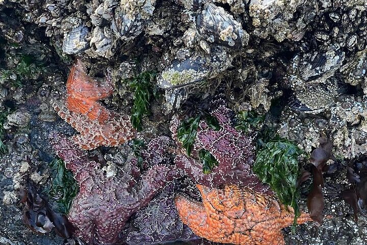 Full-Day Oregon Coast: Astoria, Warrenton, Seaside & Cannon Beach