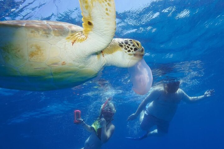 2 Hours Turtle Feeding, Shipwreck & Reef Snorkeling Tour Barbados