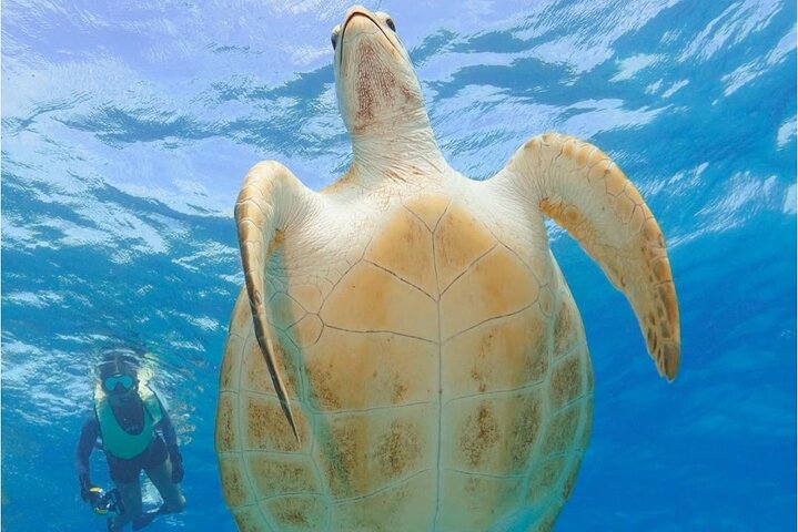 2 Hours Turtle Feeding, Shipwreck & Reef Snorkeling Tour Barbados