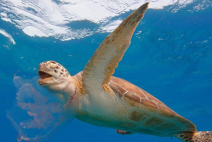 2 Hours Turtle Feeding, Shipwreck & Reef Snorkeling Tour Barbados