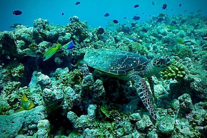 4-Night Maldives Guided Local Experience from Male' Airport