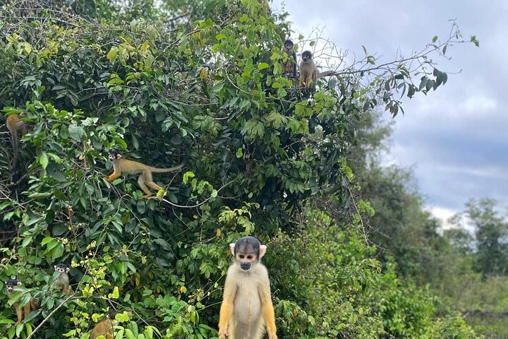 Amazon Extension after Uyuni – Bolivia (3–4 Days)