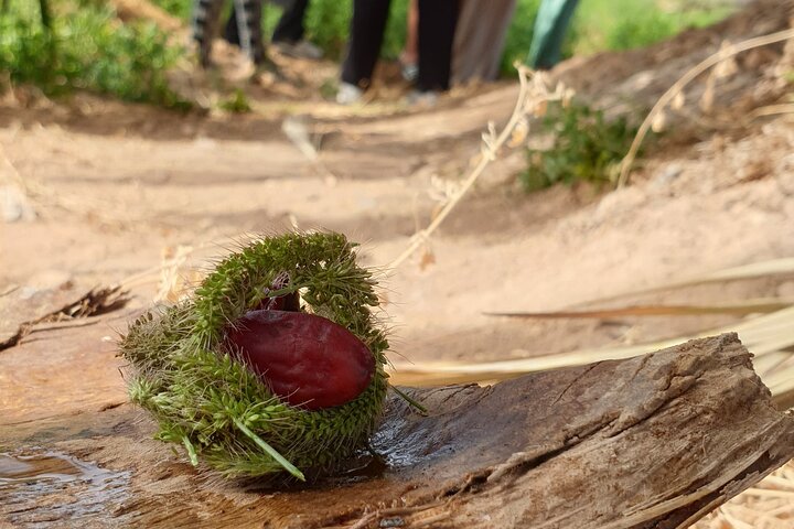 Essaouira Waterfall Hike & Coastal Walk with Tagine, Fishing