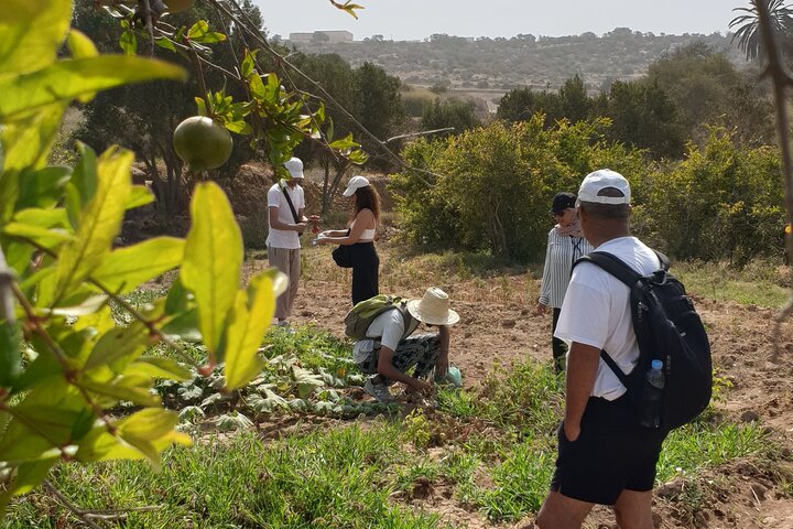 Essaouira Waterfall Hike & Coastal Walk with Tagine, Fishing