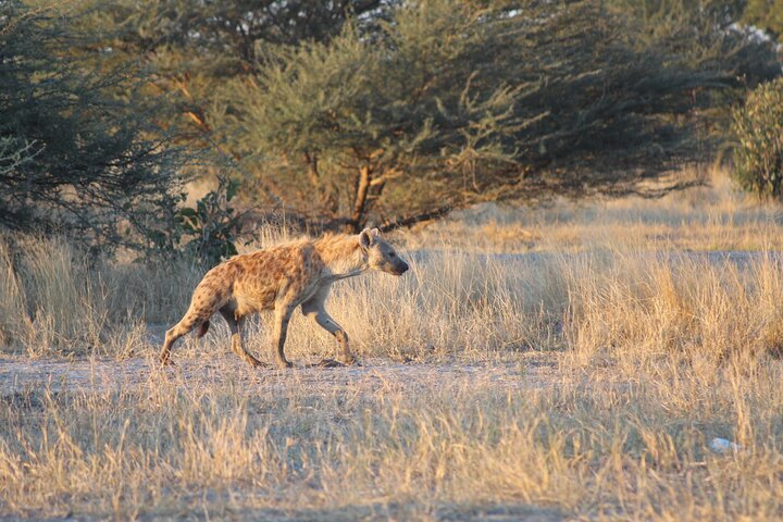 7-Day Okavango Delta & Moremi Safari from Maun – All-Inclusive