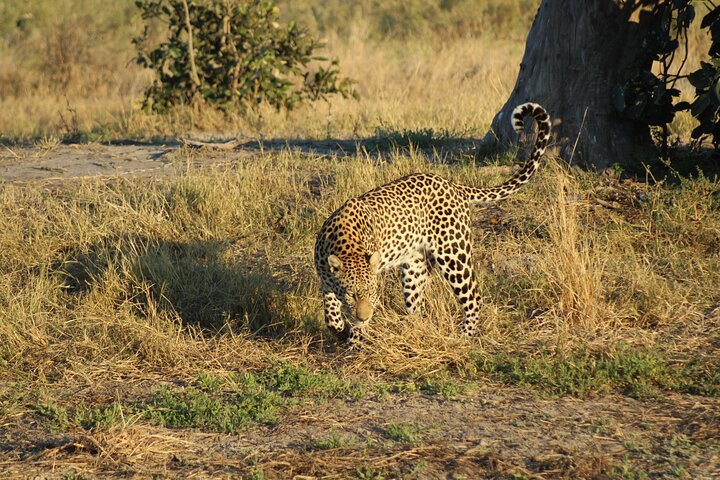 7-Day Okavango Delta & Moremi Safari from Maun – All-Inclusive
