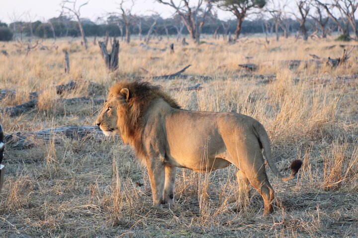 7-Day Okavango Delta & Moremi Safari from Maun – All-Inclusive