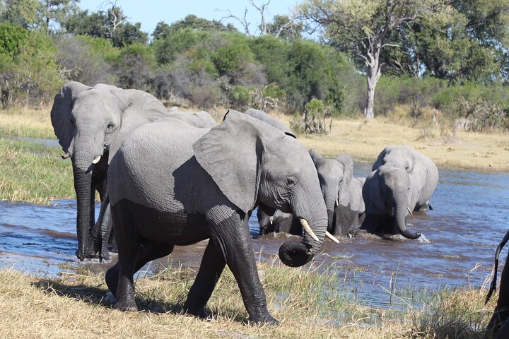 7-Day Okavango Delta & Moremi Safari from Maun – All-Inclusive