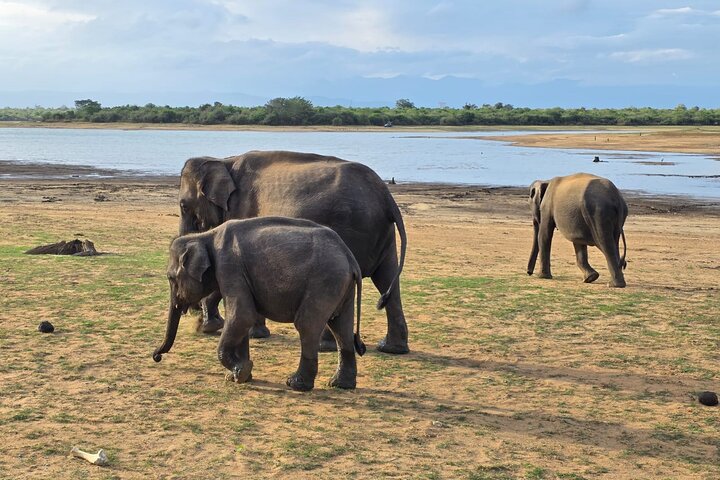 Udawalawe National Park Wildlife Safari Tours