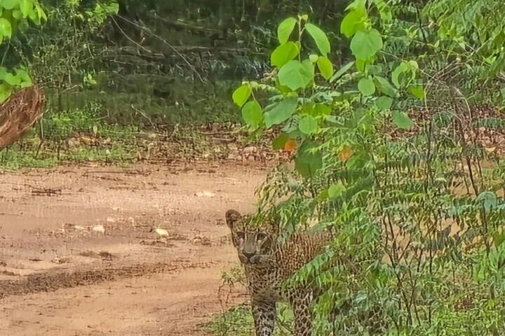 Udawalawe National Park Wildlife Safari Tours