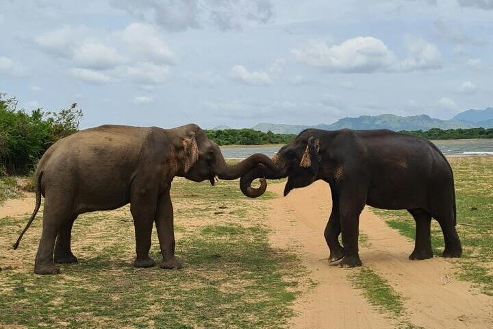 Udawalawe National Park Wildlife Safari Tours