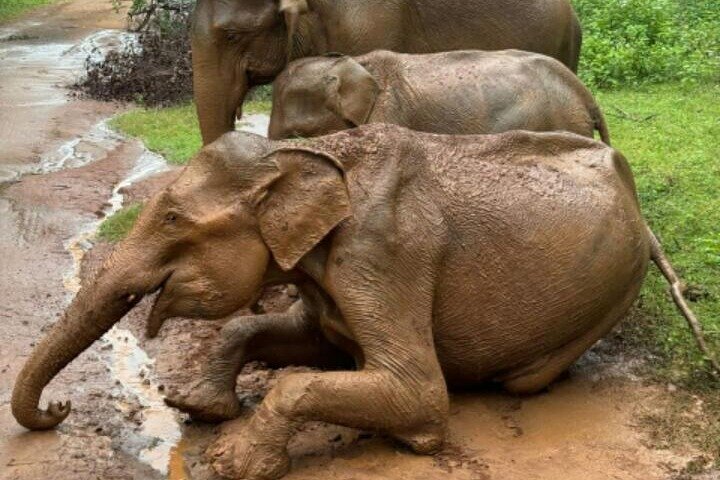 Udawalawe National Park Wildlife Safari Tours