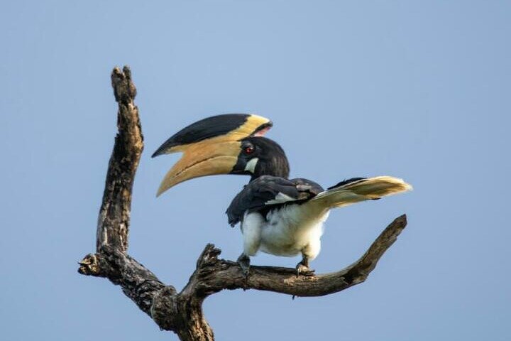 Udawalawe National Park Wildlife Safari Tours