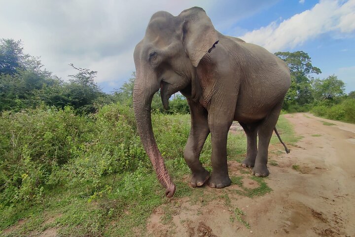 Udawalawe National Park Wildlife Safari Tours