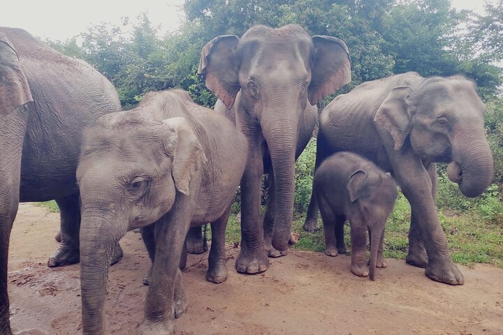 Udawalawe National Park Wildlife Safari Tours