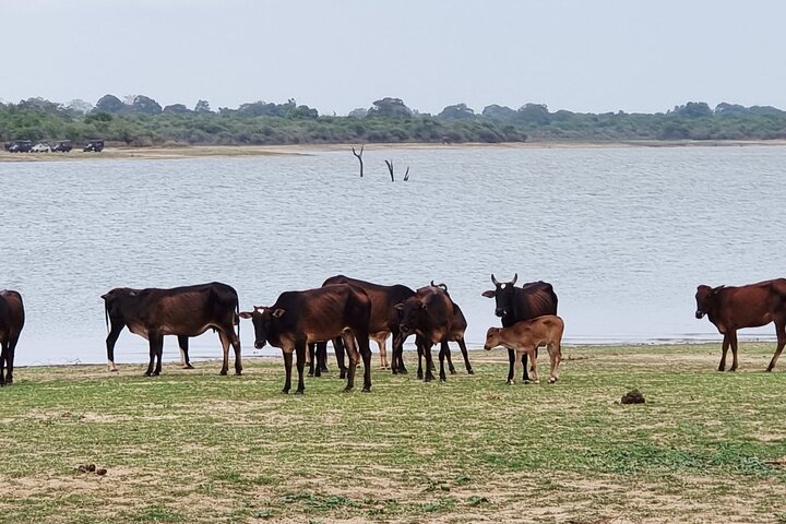 Udawalawe National Park Wildlife Safari Tours