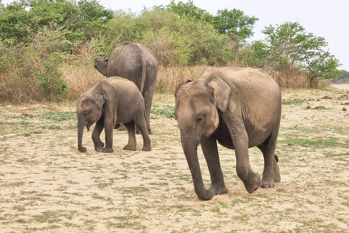 Udawalawe National Park Wildlife Safari Tours