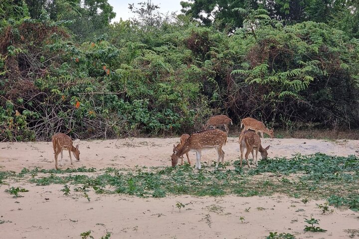 Udawalawe National Park Wildlife Safari Tours