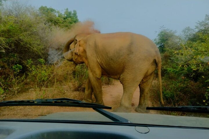 Udawalawe National Park Wildlife Safari Tours