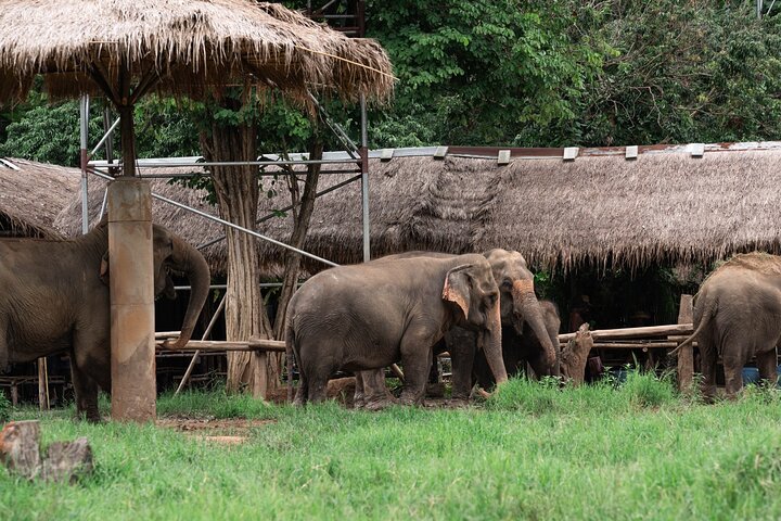 Chiang Mai Elephant Sanctuary, Bamboo Rafting and Waterfall Tour