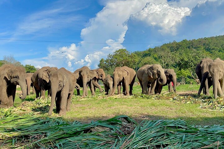 Chiang Mai Elephant Sanctuary, Bamboo Rafting and Waterfall Tour