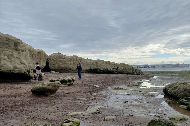 Tour South Circuit - Best of Puerto Madryn for CRUISES