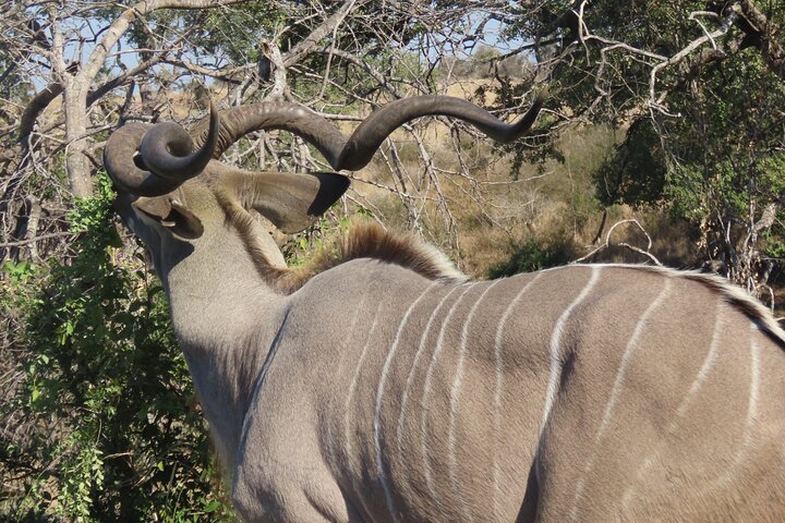 3 Day Kruger National Park Safari & Panorama Route