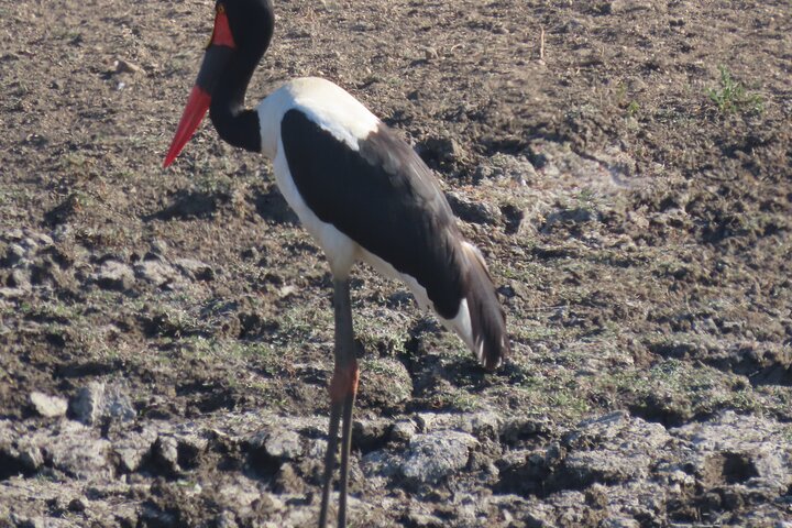 3 Day Kruger National Park Safari & Panorama Route