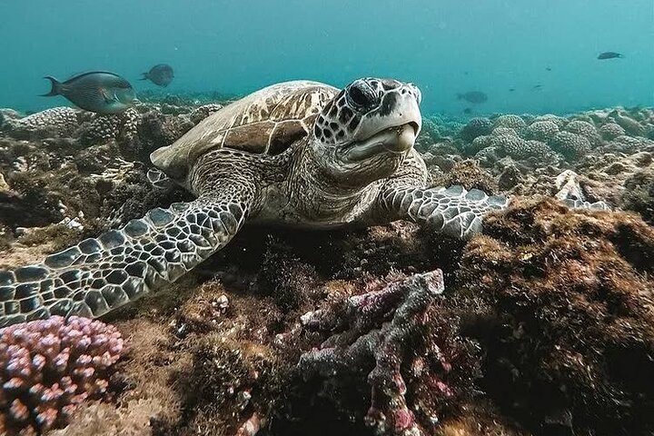Daymaniyat Islands Snorkeling Tour – Swim with Turtles & Kayaking
