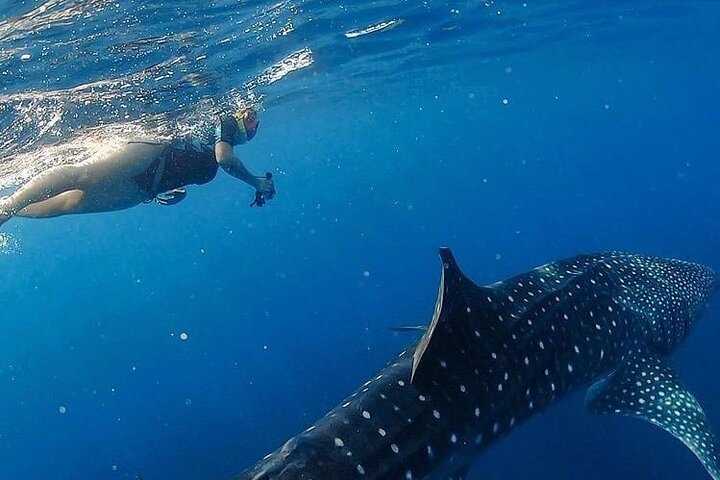 Daymaniyat Islands Snorkeling Tour – Swim with Turtles & Kayaking