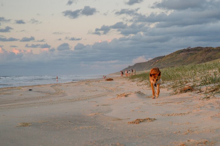 Pippies 3 Day/2 Night K'gari (Fraser Island) Adventure