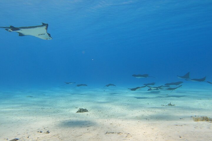 Full-day Lagoon Safari Tour with Lunch in Bora Bora - Shared tour