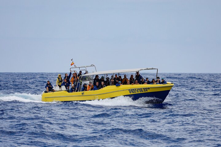 Azores Whale Watching Tour – Ponta Delgada