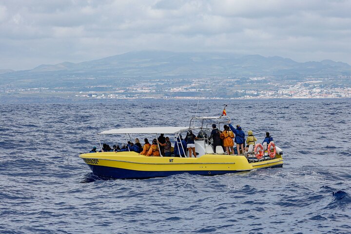 Azores Whale Watching Tour – Ponta Delgada