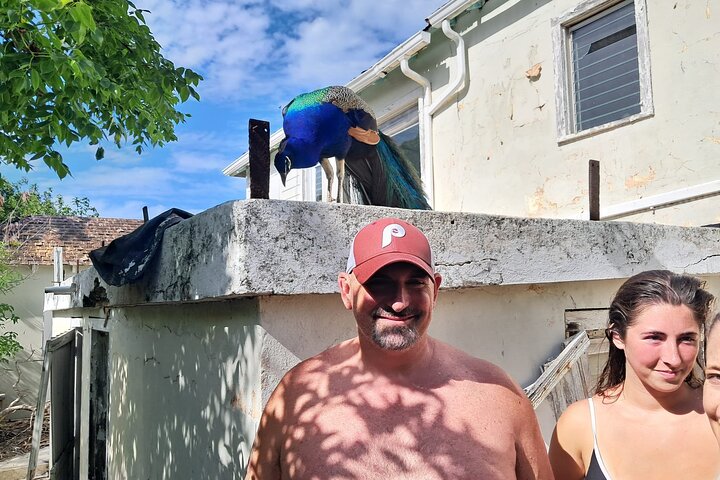 Private Nassau Rose Island Boat Tour Swimming Pigs, Turtles