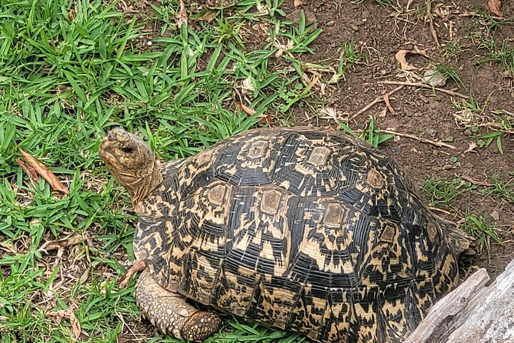 Explore Lawnwood Snake Sanctuary Ticket Tour