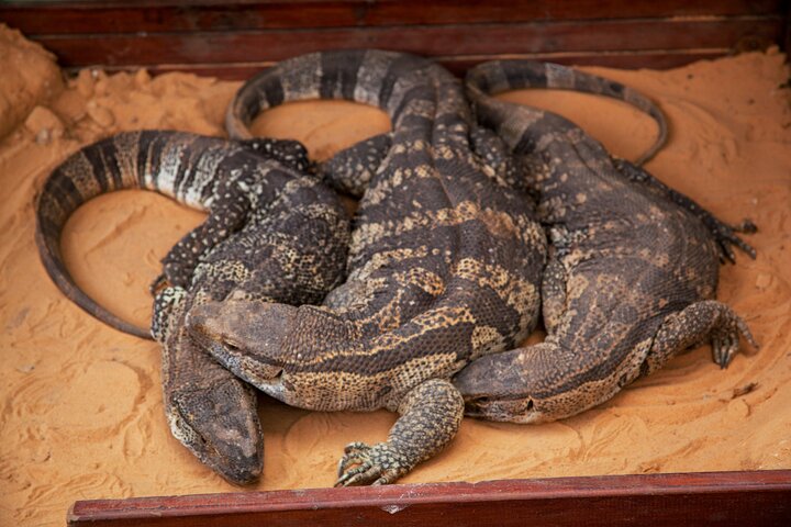 Explore Lawnwood Snake Sanctuary Ticket Tour