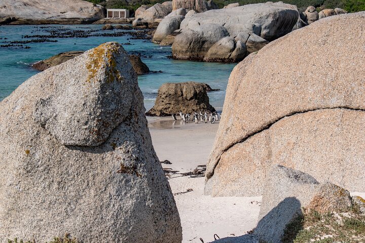 Cape of Good Hope and Boulders Penguins Day Tour from Cape Town